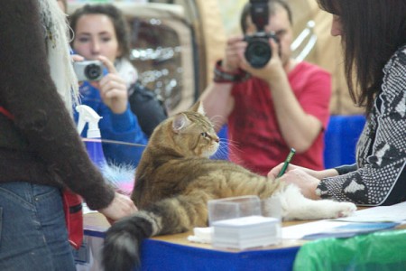 В Витебске прошла выставка кошек. Фото Сергея Серебро