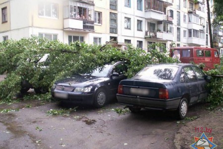 В Витебске ветер сломал дерево и повредил несколько автомобилей. Фото МЧС