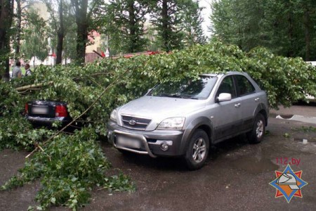 В Витебске ветер сломал дерево и повредил несколько автомобилей. Фото МЧС