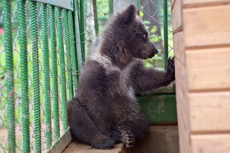 Медвежонка, который потерял маму, приютил Березинский заповедник. Фото Сергея Серебро