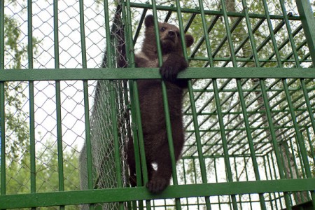 Медвежонка, который потерял маму, приютил Березинский заповедник. Фото Сергея Серебро