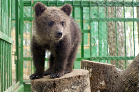 Медвежонка, который потерял маму, приютил Березинский заповедник. Фото Сергея Серебро