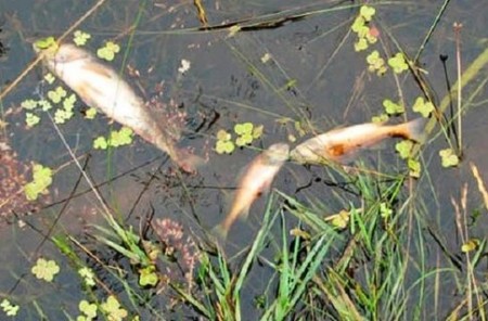 Витебская бройлерная птицефабрика отравила рыбу? Фото ecocollaps.ru