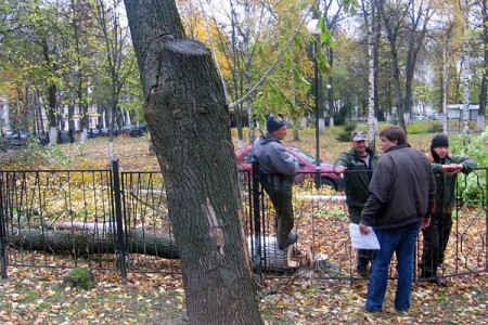 В центре Витебска снова вырубили несколько десятков деревьев. Фото Игоря Нестерова