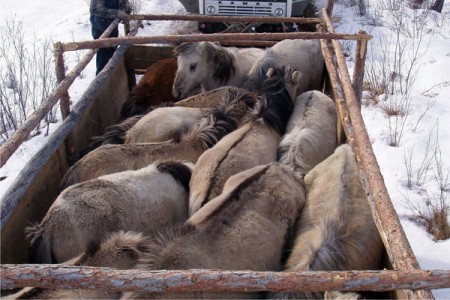 В Дубровенском районе ГАИ поймала 28 лошадей. Фото иллюстративное