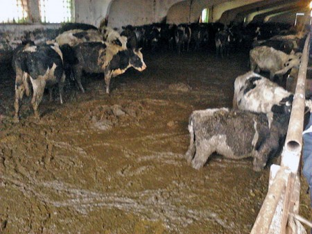 На ферме в Яновичах коровы тонут в навозе? Фото Елены Борисенковой