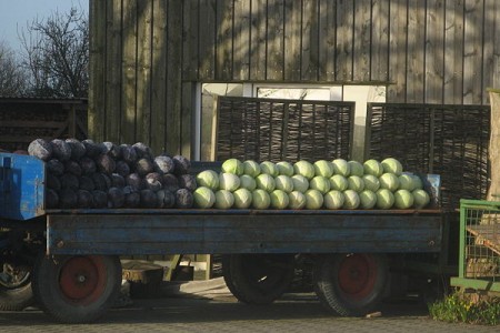 В Витебске поймали нелегально торговца капустой. Фото Dirk Ingo Franke / wikipedia.org