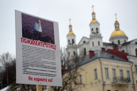 В Витебске появились таблички с просьбой не кормить птиц. Фото Сергея Серебро