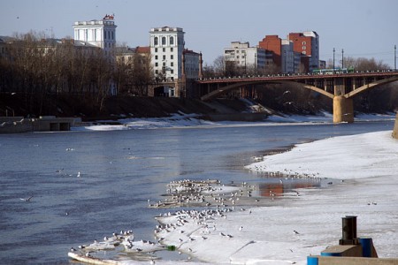 Чайкі на Дзвіне ў Віцебску. Фота Сержука Серабро