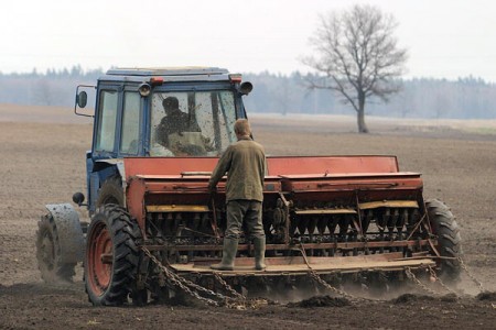 Гибель озимых в Витебской области не превысит 10%. Фото photo.bymeia.net