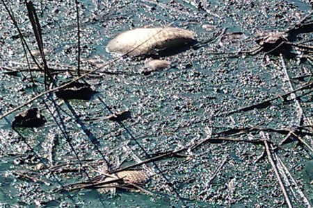 Массовая гибель рыбы зафиксирована рыбаками в Сенненском районе. Courtesy photo