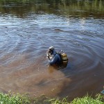 Разложившиеся тело неизвестного мужчины обнаружили в реке Друть в Толочинском районе