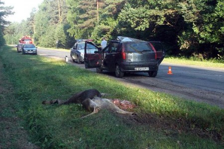 Водитель «Fiat Punto» погиб в результате столкновения с лосем. Фото МЧС
