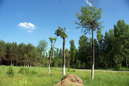 Лагер смерці для дрэў з'явіўся пад Віцебскам. Фота Сержука Серабро