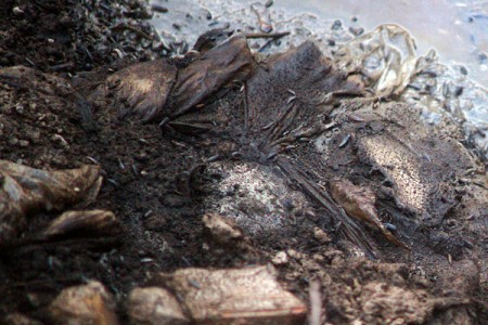 Недалеко от Витебска обнаружена не зарытая яма со свиньями, уничтоженными из-за вспышки АЧС. Фото Сергея Серебро