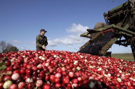 Журавіны на Віцебшчыне можна збіраць з 17 жніўня. Фото photo.bymedia.net