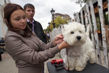 В Витебске прошла республиканская выставка собак. Фото Сергея Серебро