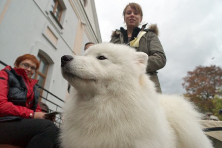 В Витебске прошла республиканская выставка собак. Фото Сергея Серебро