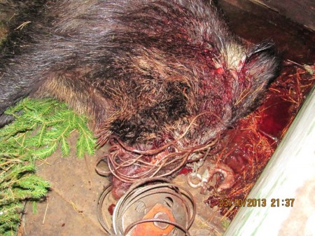 За неделю в Витебской области от рук браконьеров погибло три лося и кабан. Фото gosinspekciya.gov.by