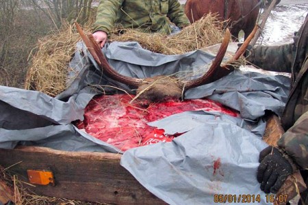 Перед Рождеством в Витебской области браконьеры убили лося и двух косуль. Фото gosinspekciya.gov.by
