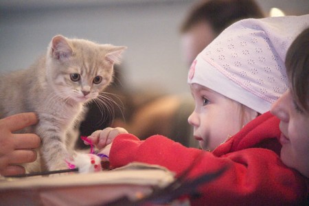Во Всемирный день кошек витебский приют объявляет  день открытых дверей. Фото Сергея Серебро