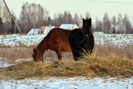 Лошади зимой на привязи, окраина Городка. Фото Сергея Серебро