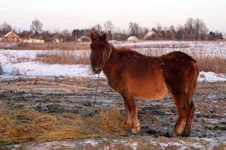 Лошади зимой на привязи, окраина Городка. Фото Сергея Серебро