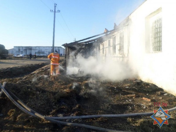 Тридцать телят погибли при пожаре на ферме в Шарковщинском районе. Фото МЧС