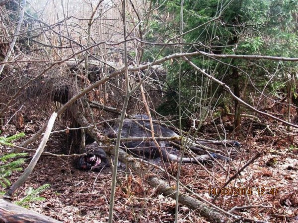 В Оршанском районе браконьеры убили лося. Фото gosinspekciya.gov.by