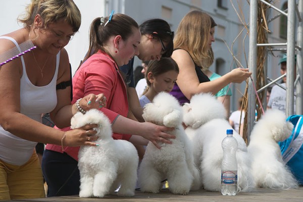 Республиканская выставка собак прошла в Витебске. Фото Сергея Серебро