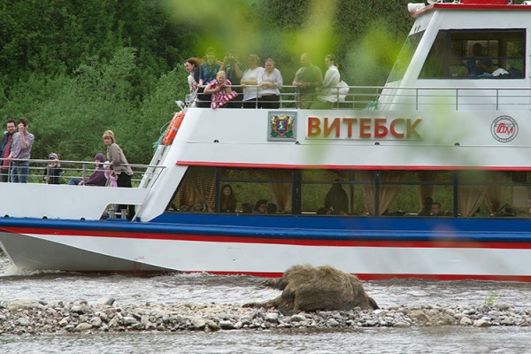 В черте Витебска на левом берегу Двины уже в течение трех суток лежат и разлагаются туши четырех диких кабанов, погибших по неизвестной причине. Фото Сергея Серебро