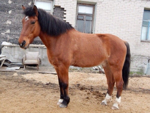 В Витебске угнали лошадь, за нее объявлена награда в 500 долларов
