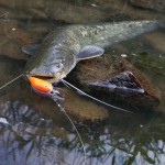 В Беларуси вводится запрет на лов сома и сига