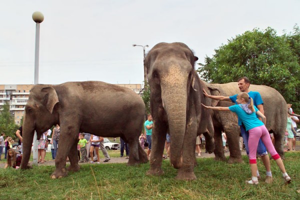 По Витебску гуляли слоны. Фото Сергея Серебро