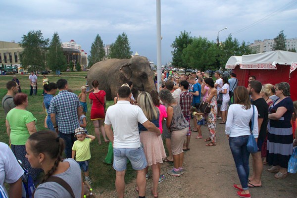 По Витебску гуляли слоны. Фото Сергея Серебро