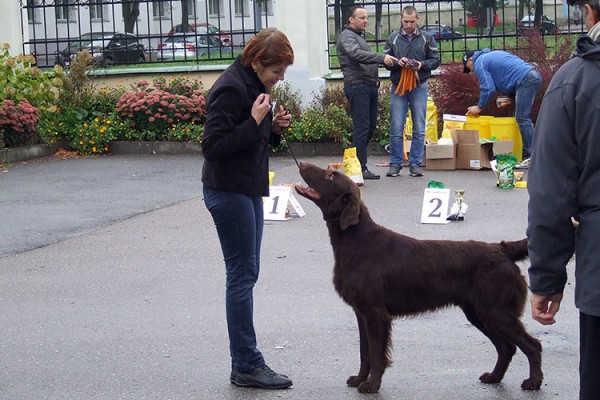 В Витебске прошла республиканская выставка собак «Витебская осень 2014». Фото Барбары Терешковой