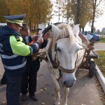 С понедельника ГАИ начнет ловить пешеходов без фликеров, для этого привлекут милицию общественной безопасности