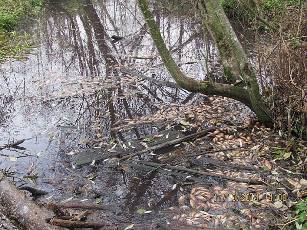 В Оршанском районе сточные воды свинокомплекса отравили почти полтонны рыбы