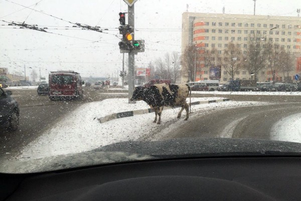 По Московскому проспекту в Витебске разгуливала корова. Фото Сергея Караневского