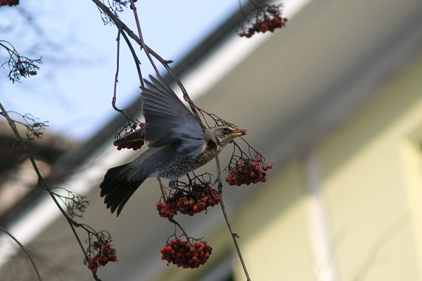 Дразды-піскуны (Turdus pilaris) на рабіне ў Віцебску. Фота Сержука Серабро