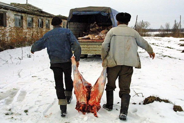 Мужчины грузят заднюю часть туши молодого бычка возле фермы. Фото bymedia.net