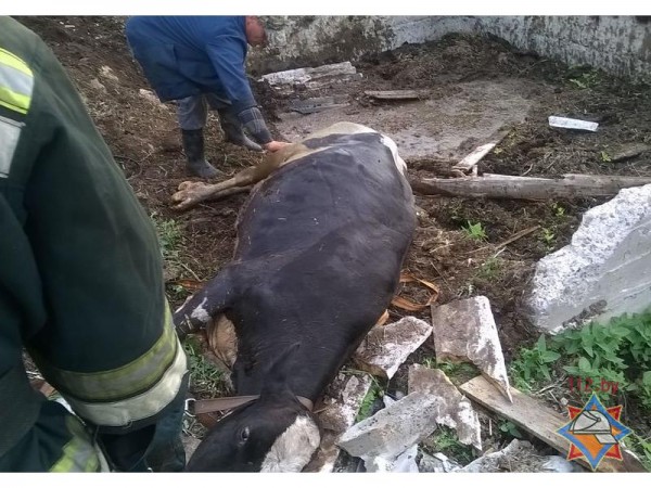 В Чашницком районе пожарные спасли корову. Фото МЧС