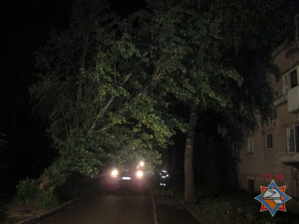Во время грозы в Витебске два дерева упали на автомобили. Фото МЧС