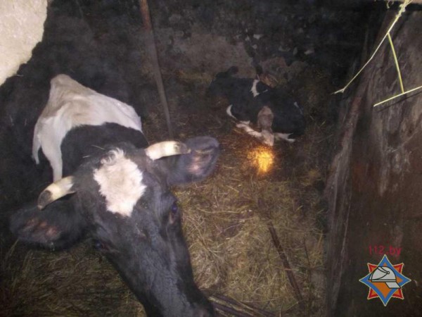 В Ошанском районе спасатели достали из погреба корову с теленком. Фото МЧС