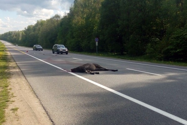 На новоршанской трассе микроавтобус врезался в лося. Фото vk.com/typical_vitebsk