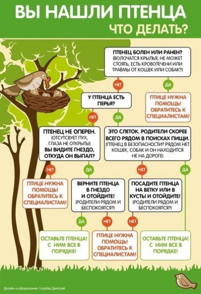 Слетки ушастой совы. Родители заботятся о них! Фото — Д.Гутковский