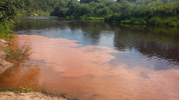 В Витебске на Лучесе появилась странная ядовито-оранжевая пленка на поверхности воды. Фото Ильи Мощенко / vk.com/vitebsk_news