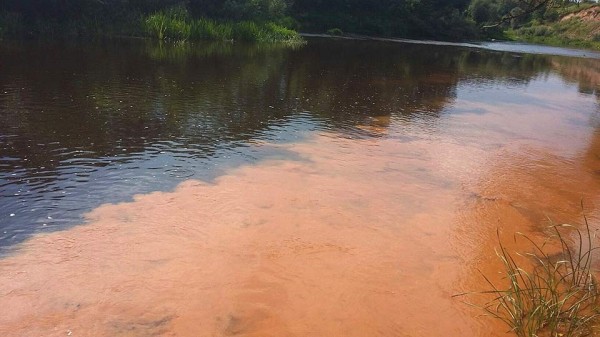 В Витебске на Лучесе появилась странная ядовито-оранжевая пленка на поверхности воды. Фото Ильи Мощенко / vk.com/vitebsk_news