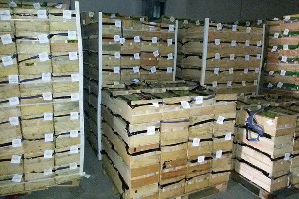 Более 100 тон фруктов, овощей, ягод и зелени, направлявшихся в россию, задержаны в Полоцком районе. Фото пресс-группы Витебской таможни