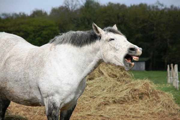 Сено, корма, лошадь. Фото pixabay.com